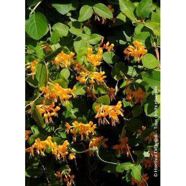 LONICERA brownii GOLDEN TRUMPET® (Chèvrefeuille grimpant)