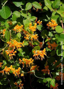 LONICERA brownii GOLDEN TRUMPET
