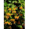 LONICERA brownii GOLDEN TRUMPET® (Chèvrefeuille grimpant)