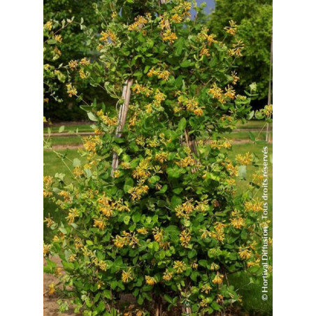LONICERA brownii GOLDEN TRUMPET® (Chèvrefeuille grimpant)