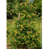 LONICERA brownii GOLDEN TRUMPET® (Chèvrefeuille grimpant)