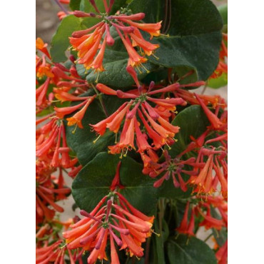 LONICERA brownii DROPMORE SCARLET (Chèvrefeuille grimpant)