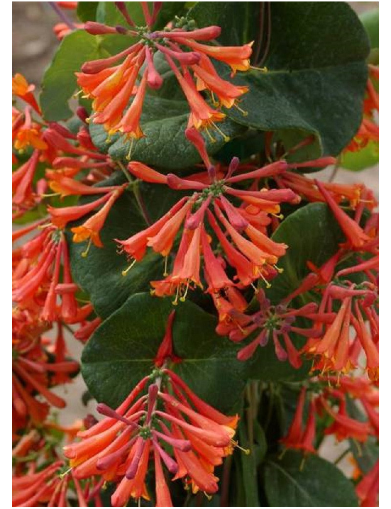 LONICERA brownii DROPMORE SCARLET (Chèvrefeuille grimpant)