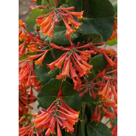 LONICERA brownii DROPMORE SCARLET (Chèvrefeuille grimpant)