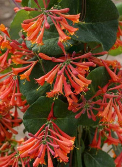 LONICERA brownii DROPMORE SCARLET