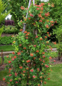 LONICERA brownii DROPMORE SCARLET