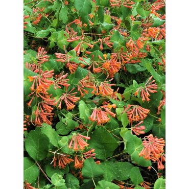 LONICERA brownii DROPMORE SCARLET (Chèvrefeuille grimpant)