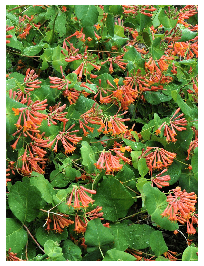 LONICERA brownii DROPMORE SCARLET (Ch??vrefeuille grimpant)