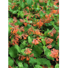 LONICERA brownii DROPMORE SCARLET (Chèvrefeuille grimpant)