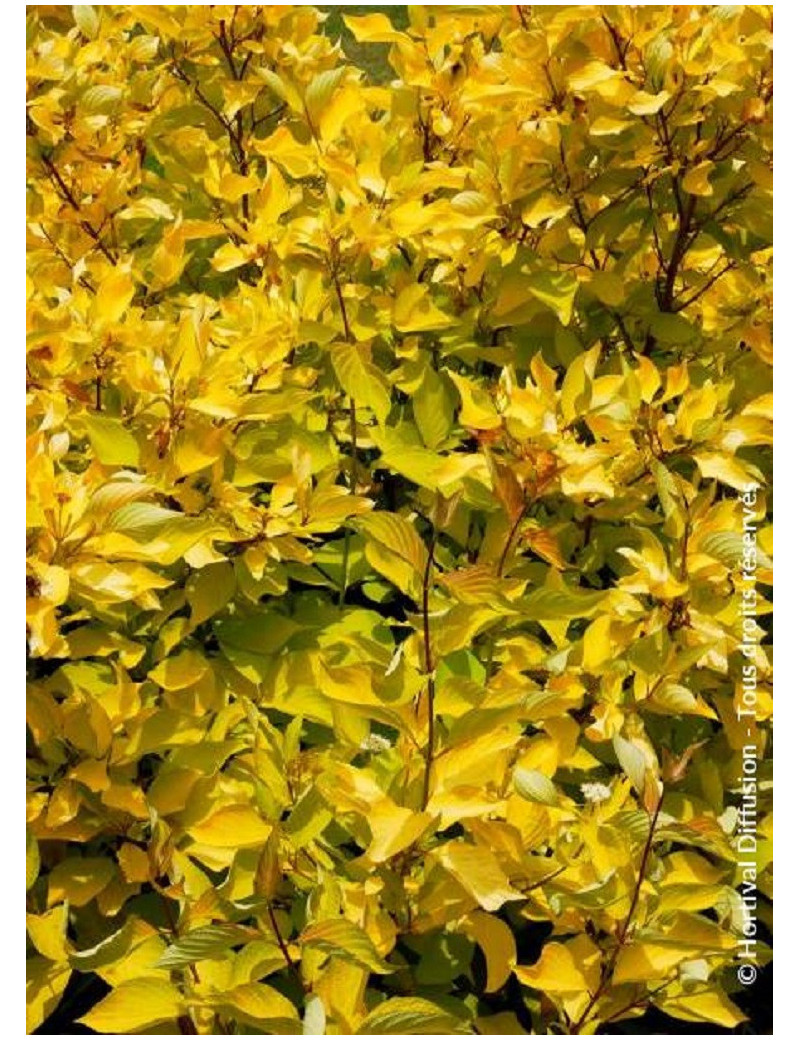 CORNUS alba AUREA (Cornouiller blanc doré)