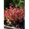 CORNUS alba AUREA (Cornouiller blanc doré)