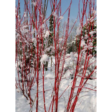 CORNUS alba BATON ROUGE® (Cornouiller blanc Baton Rouge)