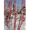 CORNUS alba BATON ROUGE® (Cornouiller blanc Baton Rouge)