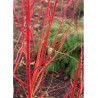 CORNUS alba BATON ROUGE® (Cornouiller blanc Baton Rouge)