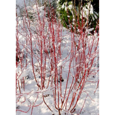 CORNUS alba BATON ROUGE® (Cornouiller blanc Baton Rouge)