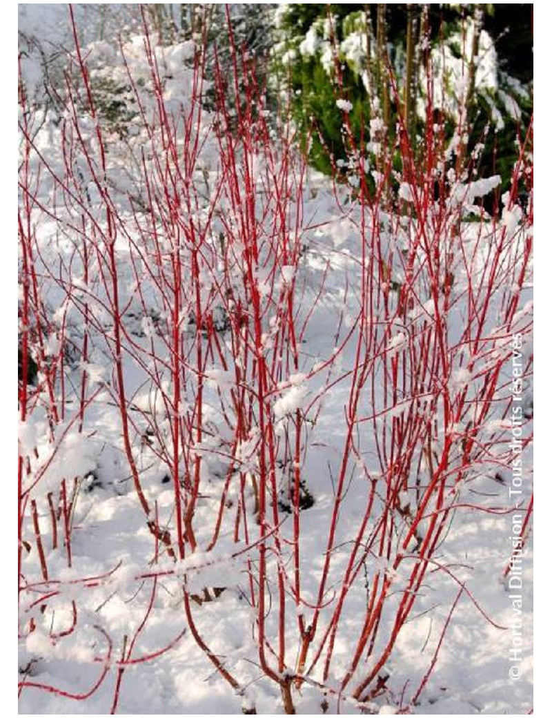 CORNUS alba BATON ROUGE® (Cornouiller blanc Baton Rouge)