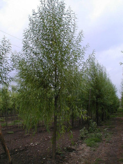 SALIX alba LIEMPDE