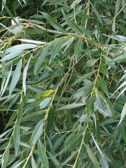 SALIX alba LIEMPDE