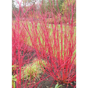 CORNUS alba ELEGANTISSIMA (Cornouiller blanc panaché)