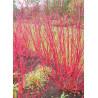 CORNUS alba ELEGANTISSIMA (Cornouiller blanc panaché)