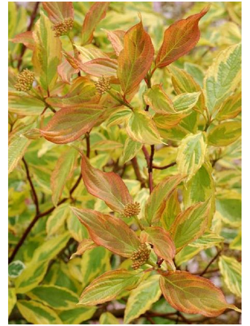 CORNUS alba GOUCHAULTII (Cornouiller blanc de Gouchault)