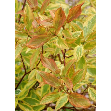 CORNUS alba GOUCHAULTII (Cornouiller blanc de Gouchault)