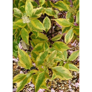 CORNUS alba GOUCHAULTII (Cornouiller blanc de Gouchault)