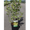 CORNUS alba GOUCHAULTII (Cornouiller blanc de Gouchault) En pot de 3-4 litres forme buisson hauteur 060-080 cm