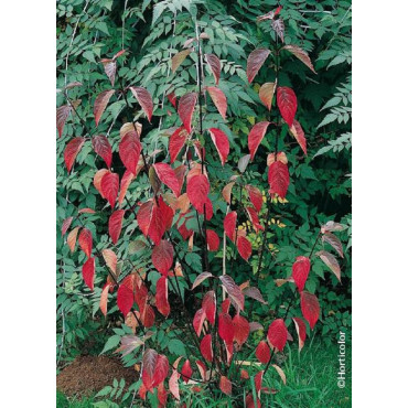 CORNUS alba KESSELRINGII (Cornouiller blanc Kesselringii)