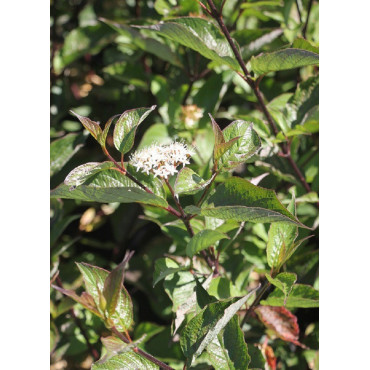 CORNUS alba KESSELRINGII (Cornouiller blanc Kesselringii)