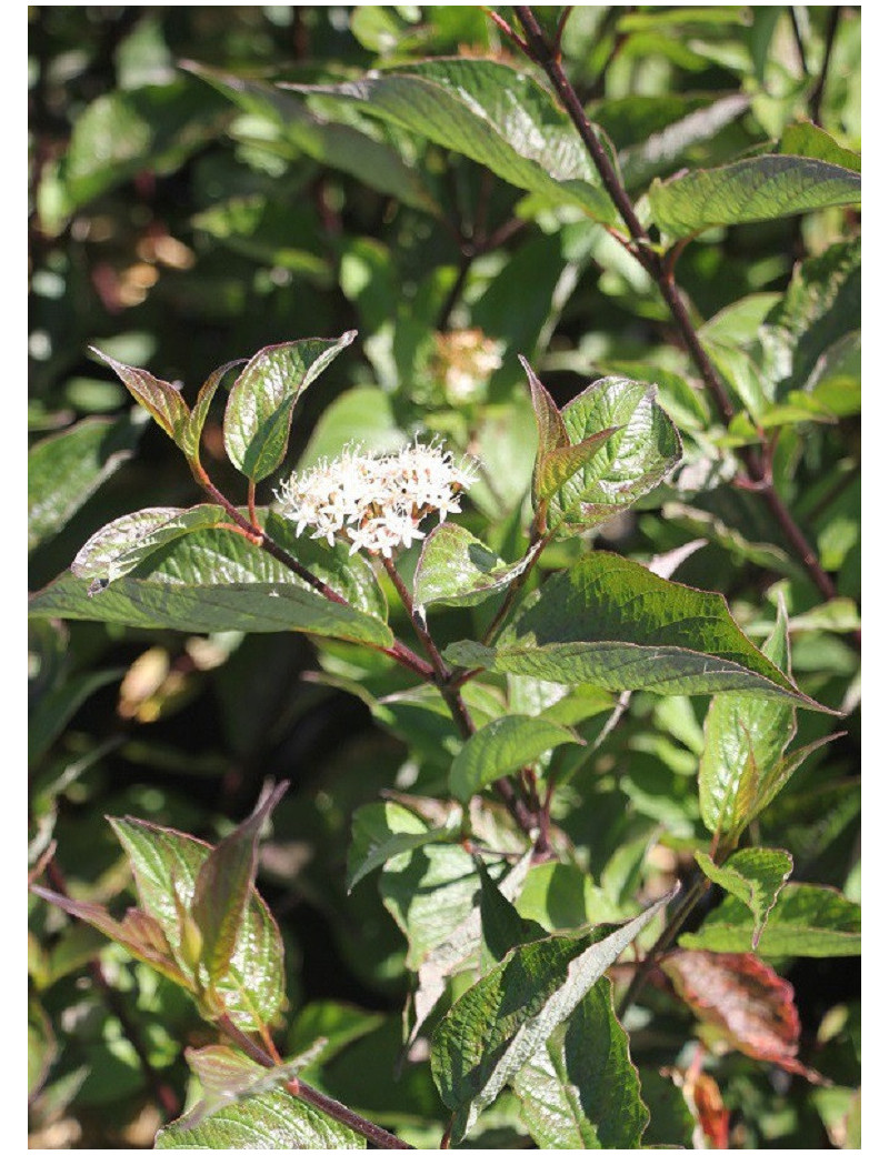 CORNUS alba KESSELRINGII (Cornouiller blanc Kesselringii)