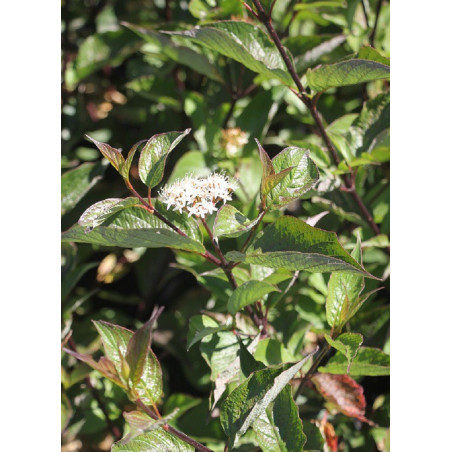 CORNUS alba KESSELRINGII (Cornouiller blanc Kesselringii)