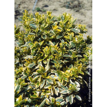 EUONYMUS japonicus BRAVO (Fusain du Japon)