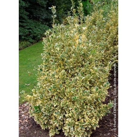 EUONYMUS japonicus BRAVO (Fusain du Japon)