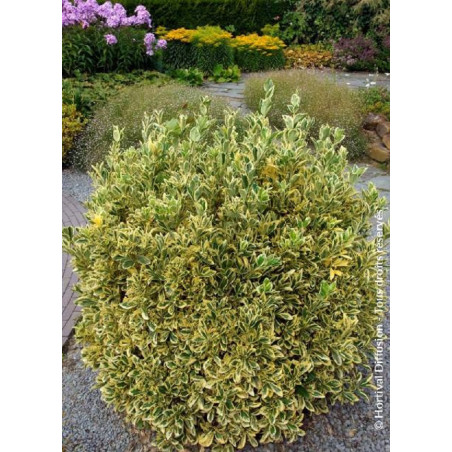EUONYMUS japonicus BRAVO (Fusain du Japon)