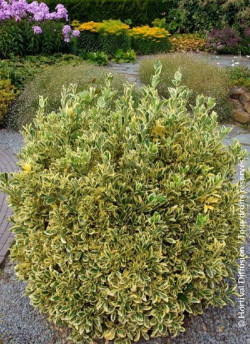 EUONYMUS japonicus BRAVO