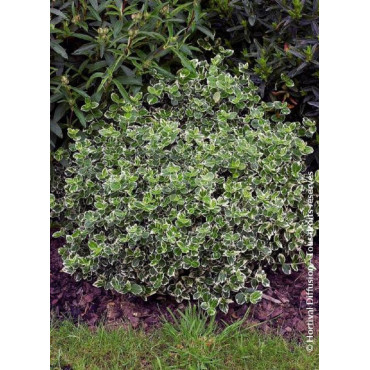 EUONYMUS fortunei EMERALD GAIETY (Fusain de Fortune Emeald Gaiety)