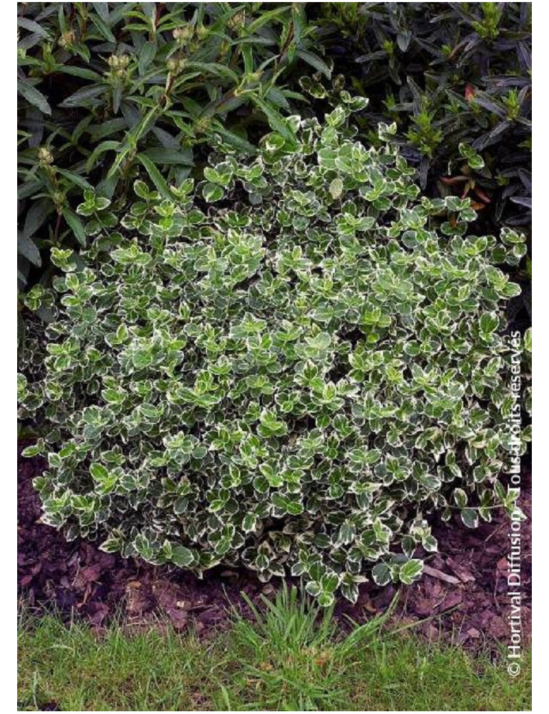 EUONYMUS fortunei EMERALD GAIETY (Fusain de Fortune Emeald Gaiety)