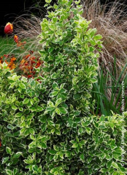 EUONYMUS fortunei EMERALD GAIETY