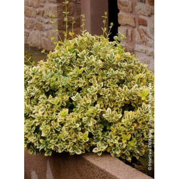 EUONYMUS fortunei EMERALD'N GOLD (Fusain de Fortune Emerald'n Gold)