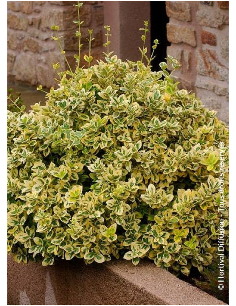 EUONYMUS fortunei EMERALD'N GOLD (Fusain de Fortune Emerald'n Gold)