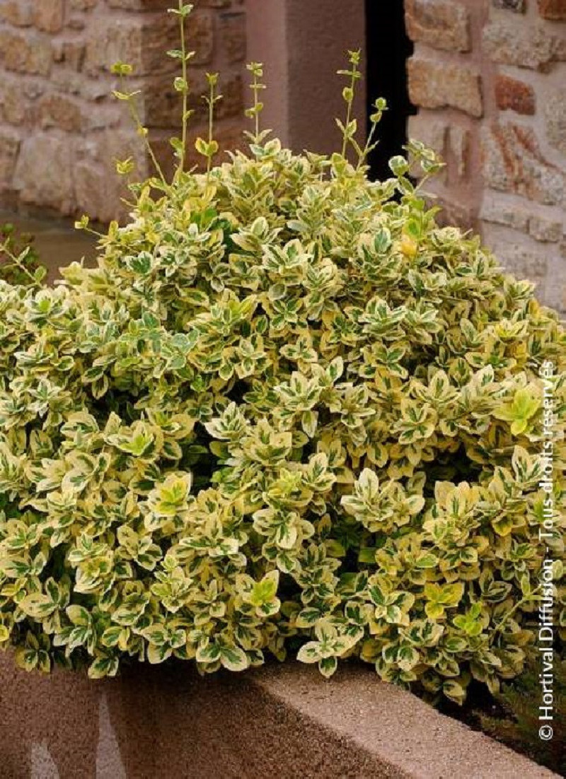 EUONYMUS fortunei EMERALD'N GOLD