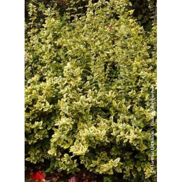 EUONYMUS fortunei EMERALD'N GOLD (Fusain de Fortune Emerald'n Gold)