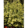 EUONYMUS fortunei EMERALD'N GOLD
