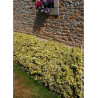 EUONYMUS fortunei EMERALD'N GOLD