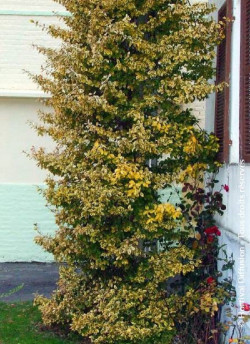 EUONYMUS fortunei EMERALD'N GOLD