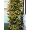 EUONYMUS fortunei EMERALD'N GOLD
