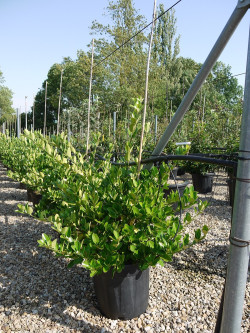 EUONYMUS japonicus En pot de 15-20 litres buisson hauteur 080-100 cm