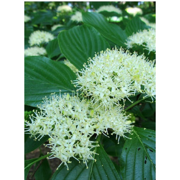 CORNUS alternifolia (Cornouiller à feuilles alternes)