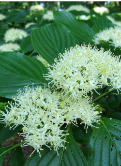 CORNUS alternifolia
